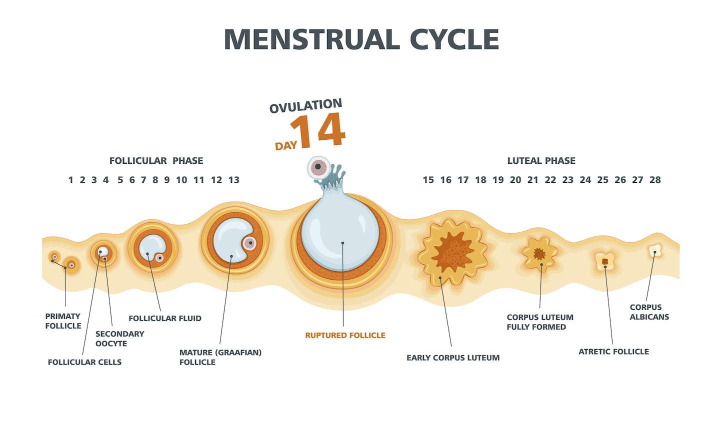 Discharge After Ovulation If Pregnant Ovulation Signs You Re